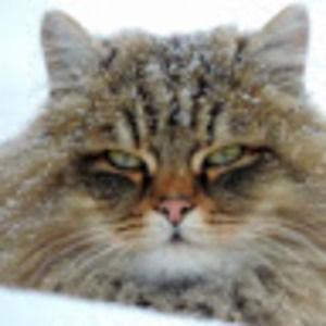 Meet your Posher, Pam